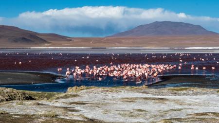 Erleben Sie einen traumhaften Ausflug zur Laguna Colorada in Bolivien