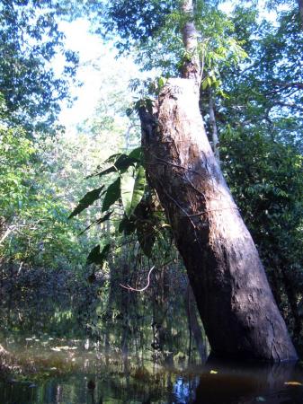 Stumpf eines großen Baumes im Amazonas