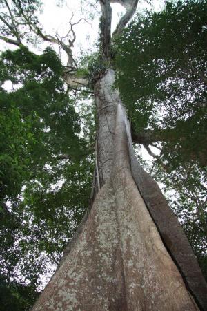 Riesenbaum Hoch-und Abseilen Manaus