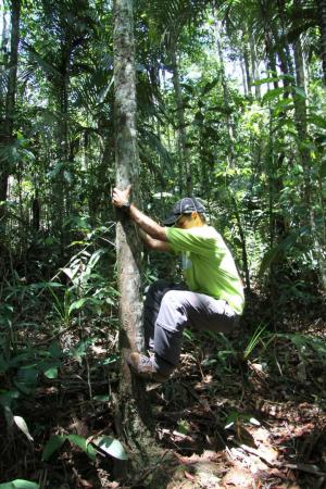 Guide umklammert einen hohen Baum im Amazonas