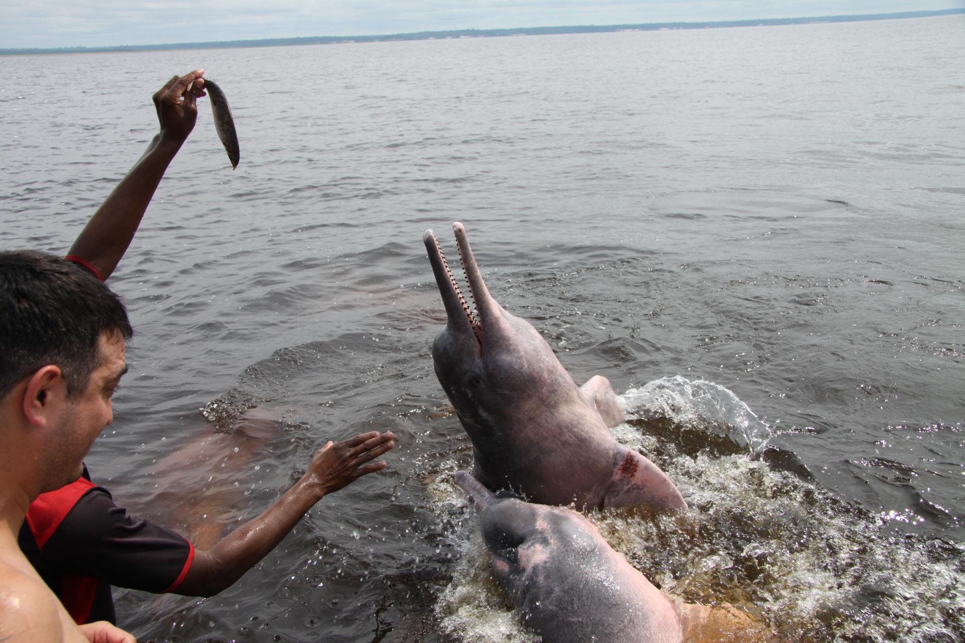 Fütterung eines Amazonas Delfines