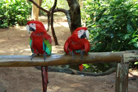 Rote Aras im Foz Tropicana Bird Park