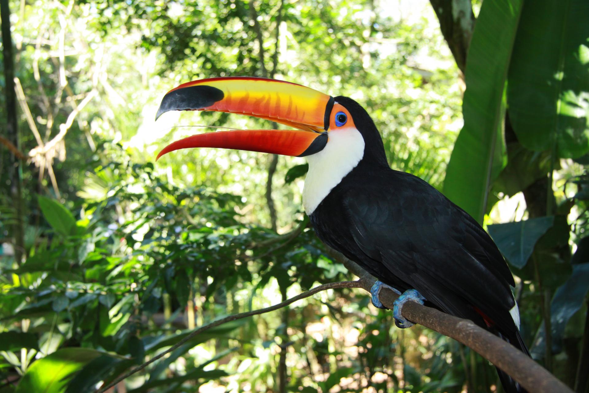 Tukan im Foz Tropicana Bird Park