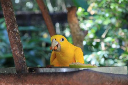 Gelber Papagei im Foz Tropicana Bird Park