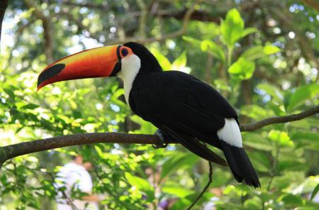 Brasilianisches Markenzeichen: Tukan im Foz Tropicana Bird Park