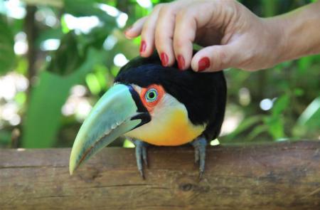 Streicheln eines Vogels im Foz Tropicana Bird Park