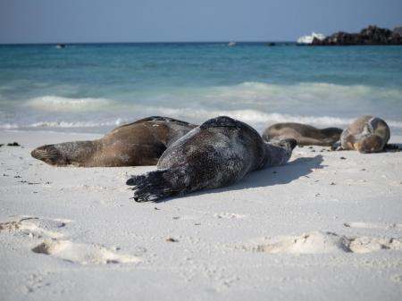 Auf dieser Kreuzfahrt reisen Sie durch das Galapagos Archipel in Ecuador