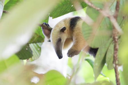 Ein Ameisenbär in der Nähe der Cristalino Jungle Lodge