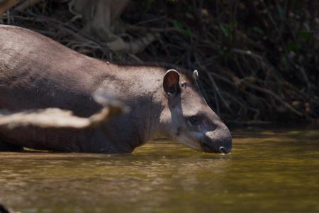 Tapir in der Nähe der Cristalino Jungle Lodge