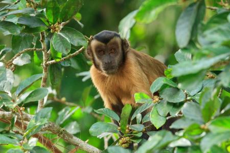 Ein Affe nahe der Cristalino Jungle Lodge