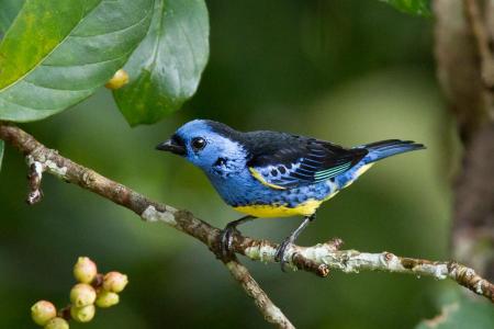 Ein Vogel in der Umgebung der Cristalino Jungle Lodge