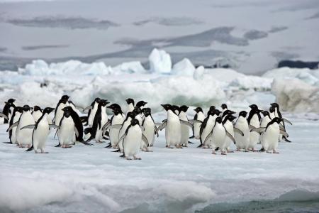 Erleben Sie die Pinguin Kolonien in der Antarktis auf einer Kreuzfahrt in Argentinien