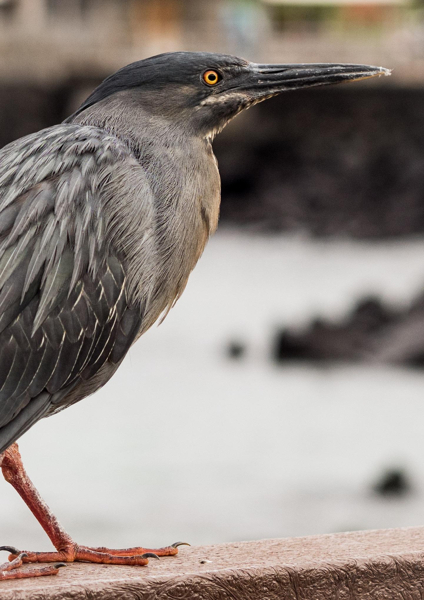 Unternehmen Sie eine Galapagos Kreuzfahrt mit uns in Ecuador