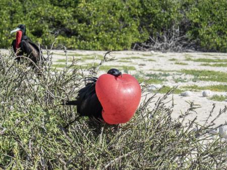 Erleben Sie die einzigartigen Galapagos Inseln in Ecuador auf einer Kreuzfahrt mit uns 