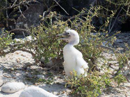 Erkunden Sie die unbeschreibliche Tierwelt der Galapagos Inseln auf einer Kreuzfahrt