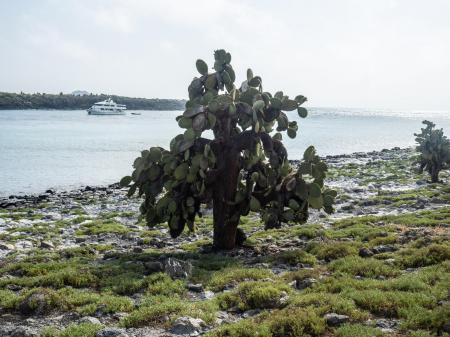 Die wunderschöne Natur der Galapagos Inseln wartet darauf von Ihnen entdeckt zu werden