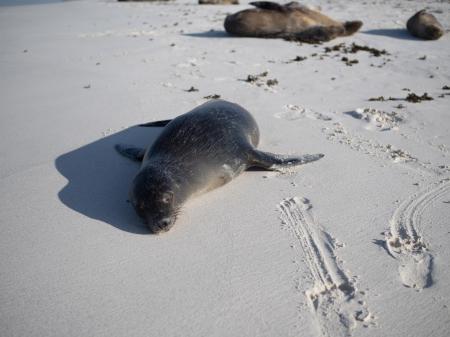 Erkunden Sie die unbeschreibliche Tierwelt der Galapagos Inseln in Ecuador