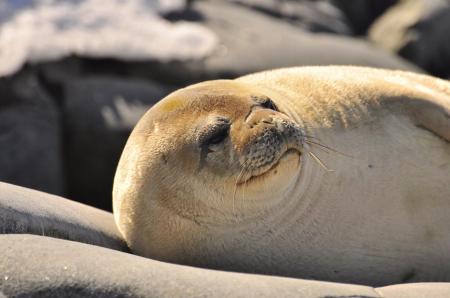 Entdecken Sie die Fauna der Antarktis auf einer wunderbaren Kreuzfahrt auf der Ushuaia