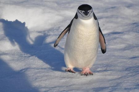 Entdecken Sie die Tierwelt der Antarktis auf dieser einmaligen Kreuzfahrt