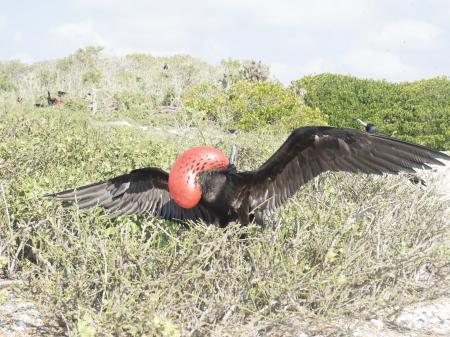 Erleben Sie die Galapagos Inseln in Ecuador auf einer besonderen Kreuzfahrt