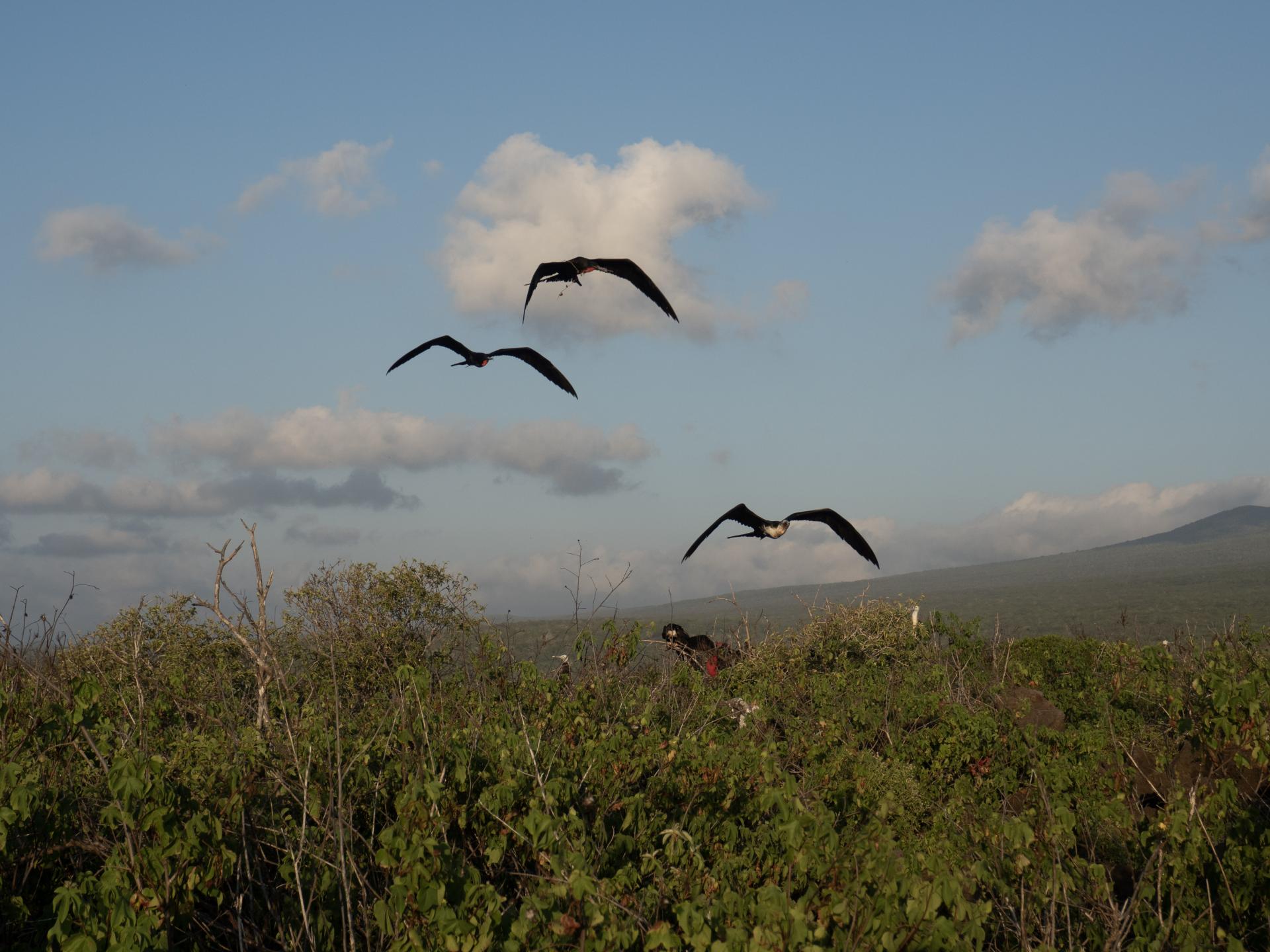 Unternehmen Sie eine unvergessliche Galapagos Kreuzfahrt in Ecuador