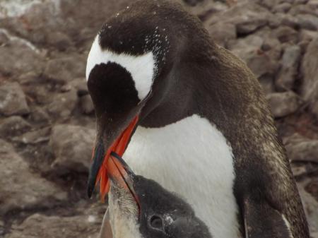 Beobachten Sie Pinguine und andere Tiere auf einer Antarktis Kreuzfahrt mit uns
