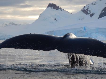 Reisen Sie von Argentinien in die Antarktis auf dem schönen Kreuzfahrtschiff Ushuaia