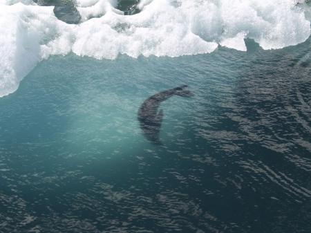 Erleben Sie die Tierwelt der Antarktis auf einer Antarktis Kreuzfahrt mit uns