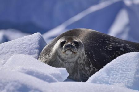 Entdecken Sie Tiere wie Robben und Seelöwen auf Ihrer Antarktis Kreuzfahrt