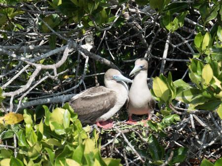 Begeben Sie sich auf eine Galapagos Kreuzfahrt mit uns und entdecken Sie Ecuador