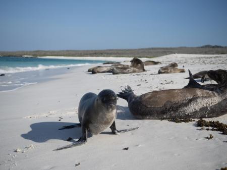 Auf dieser Kreuzfahrt fahren Sie durch die Galapagos Inseln und entdecken Ecuador hautnah