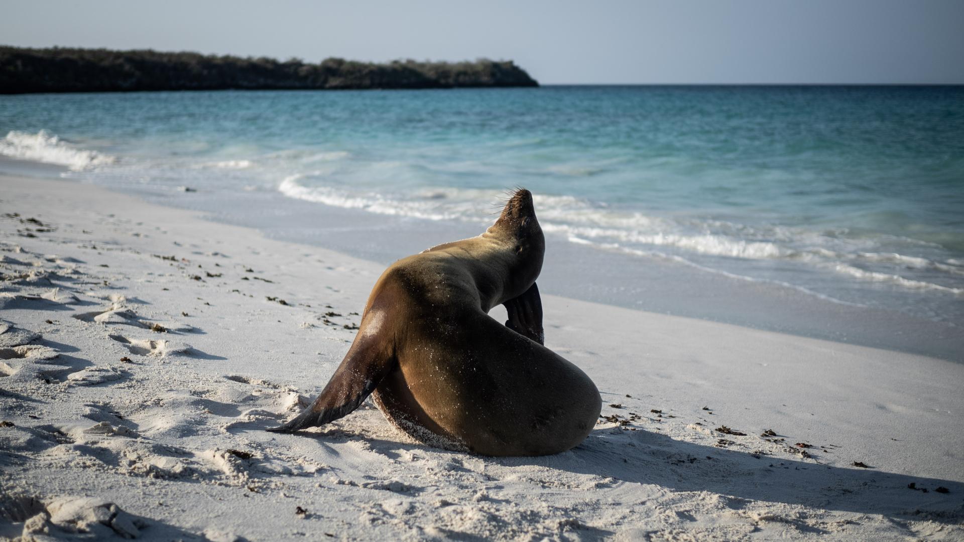 Erleben Sie die unvergessliche Rundreise durch die Galapagos Inseln in Ecuador