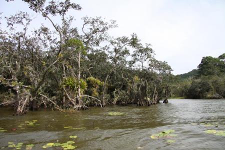 Mangroven Lagoa do Peri