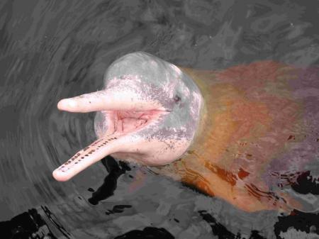 Auf einer unvergesslichen Tiersafari in Venezuela sehen Sie Süßwasser-Delfine