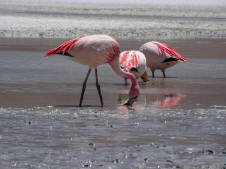 Beobachten Sie die eleganten Flamingos, die in der Laguna Colorada in Bolivien zuhause sind