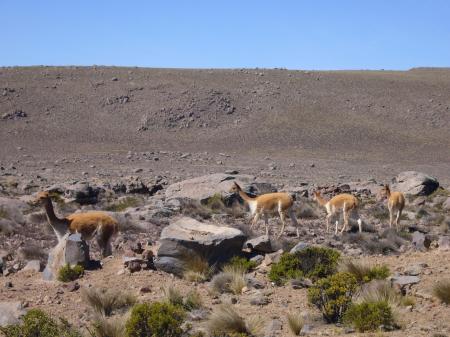 Auf Ihrer Rundfahrt in Peru können Sie Vicunas in ihrem Lebensraum erleben