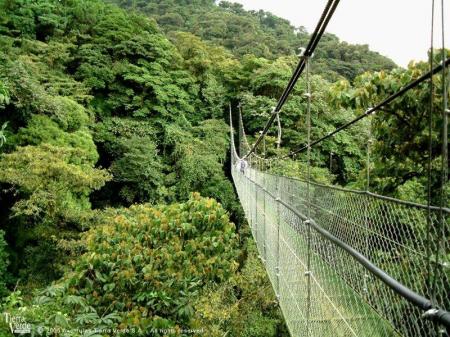 Entdecken Sie die Hängebrücken über dem Monteverde Nationalpark auf Ihrer Costa Rica Rundreise