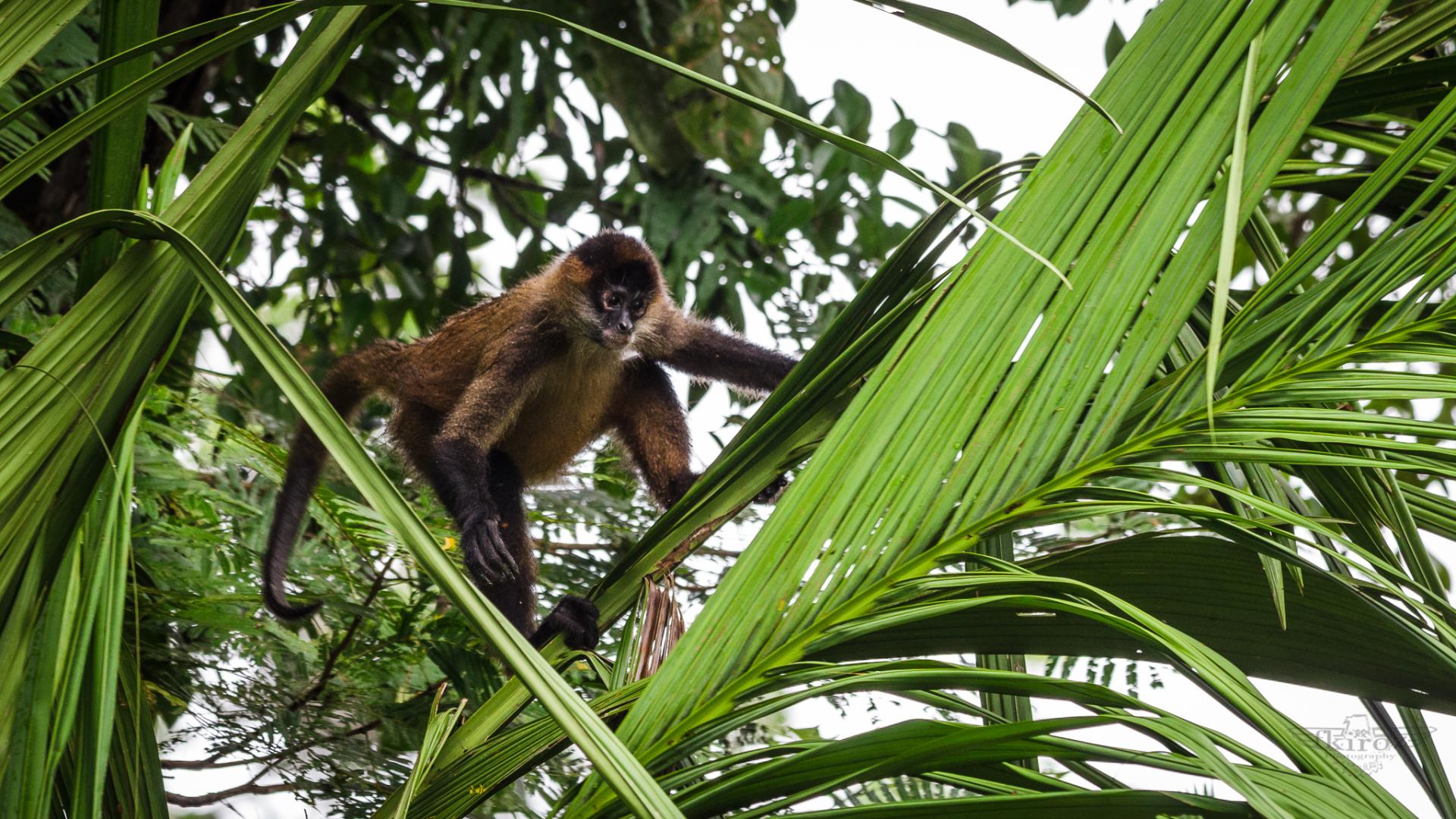 Begeben Sie sich auf eine Rundreise durch den Regenwald in Costa Rica