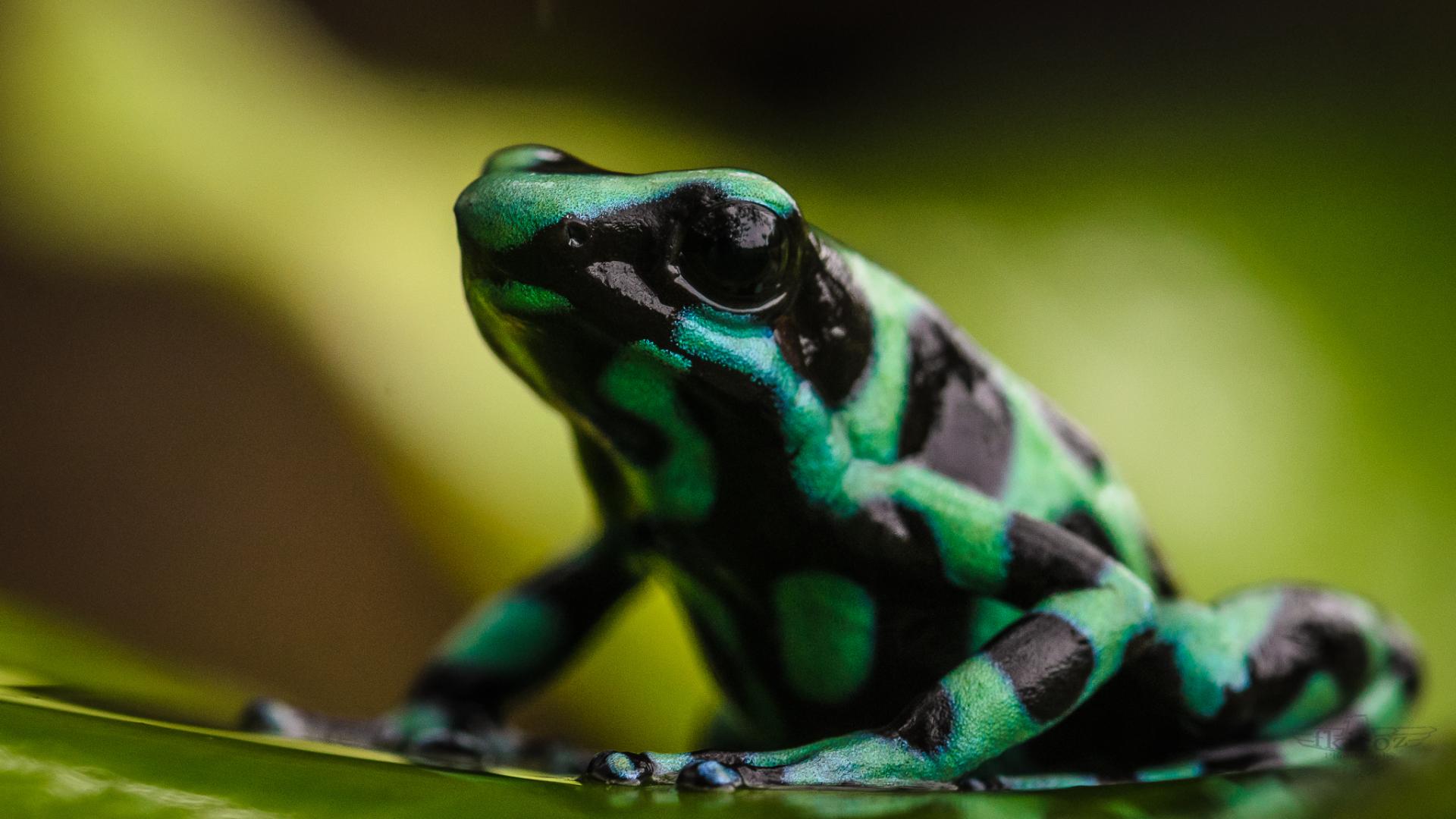Auf Ihrer Rundreise in Costa Rica entdecken Sie die wilden Tiere des Landes