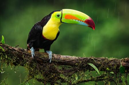 Erleben Sie die einmalige Vogelwelt Costa Ricas auf einer Rundreise