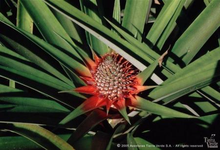 Entdecken Sie die Pflanzenwelt des Regenwaldes auf einer Reise durch Costa Rica