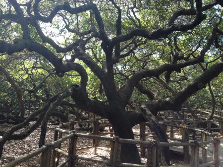 Natal: Größter Cashewbaum