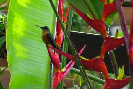 Ein Kolibri auf den farbenprächtigen Blüten von Zierbananen
