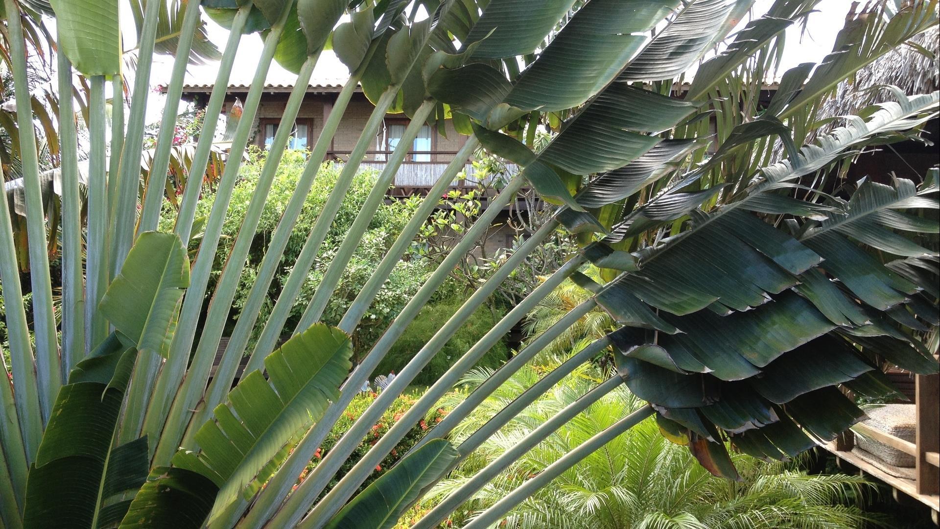 Brasilien Jericoacoara: Gartenanlage der Pousada Jeriba