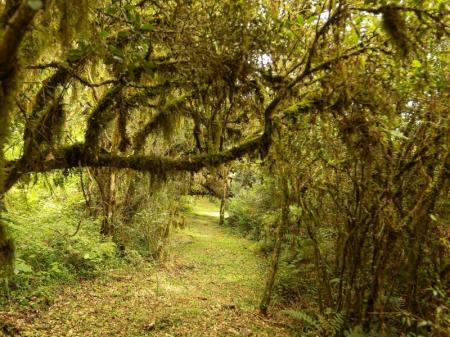 Grüne Natur im Garten der Pousada Cantos e Encantos