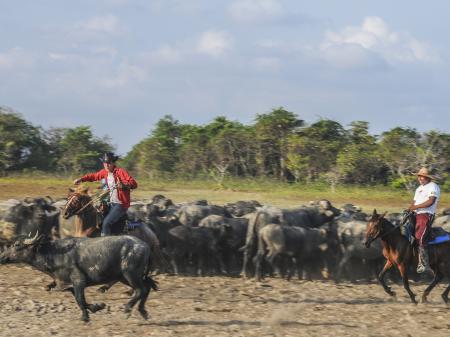 Büffeltreiben auf der Ilha de Marajo