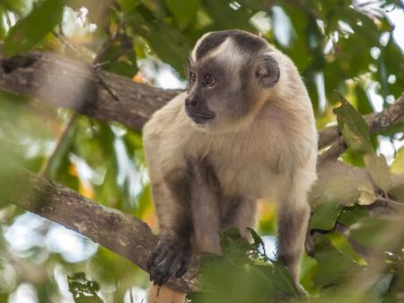 Erleben Sie einen Kapuziner-Affen im Nord-Pantanal