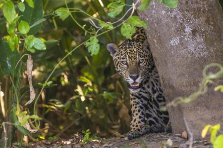 Jaguar im Pantanal schaut hinter einem Baum hervor