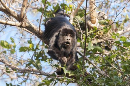 Affe im Nord-Pantanal