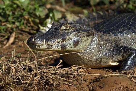 Kaiman am Flussufer im Nord-Pantanal